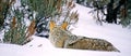 Yellowstone Coyote in Winter Royalty Free Stock Photo