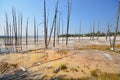 Yellowstone dead lodgepole pines Royalty Free Stock Photo