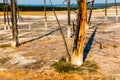 Yellowstone Geothermal Area Denuded Trees Royalty Free Stock Photo
