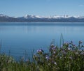 Yellowstone Lake with Purple Wildflowers