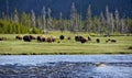 Yellowstone Landscapes Royalty Free Stock Photo
