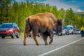 YELLOWSTONE, MONTANA, USA MAY 24, 2018: Outdoor view of american Bison crossing the road in Yelowstone National Park