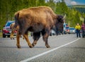 YELLOWSTONE, MONTANA, USA MAY 24, 2018: Outdoor view of american Bison crossing the road in Yelowstone National Park