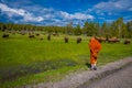 YELLOWSTONE, MONTANA, USA MAY 24, 2018: Outdoor view of unidentified monk wearing orange clothes and looking a herd of