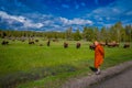 YELLOWSTONE, MONTANA, USA MAY 24, 2018: Outdoor view of unidentified monk wearing orange clothes and looking a herd of