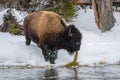 American Bison on the Firehole river in Yellowstone National Park. Winter scene Royalty Free Stock Photo