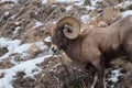 Yellowstone National Park Bighorn sheep closeup in winter Royalty Free Stock Photo