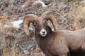 Yellowstone National Park Bighorn sheep closeup in winter Royalty Free Stock Photo