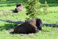 Yellowstone National Park Bison on Grass Resting Royalty Free Stock Photo