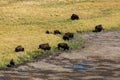 Yellowstone National Park Royalty Free Stock Photo