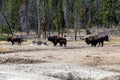 Yellowstone National Park Royalty Free Stock Photo