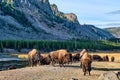Yellowstone National Park buffalo graze alongside. Royalty Free Stock Photo