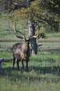 Yellowstone national park bull elk in velvet