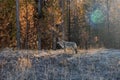 YELLOWSTONE NATIONAL PARK COYOTE WILD Royalty Free Stock Photo