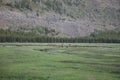 Yellowstone National Park Elk herd along the Maddison River Royalty Free Stock Photo