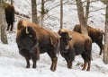 Herd of American Bison, Yellowstone National Park. Winter scene Royalty Free Stock Photo