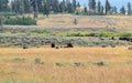 Yellowstone National Park landcape. Group of American bison at the prairie Royalty Free Stock Photo