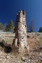 Yellowstone National Park: Petrified tree