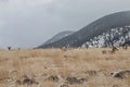 Yellowstone National Park pronghorn antelope in winter Royalty Free Stock Photo