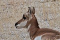 Yellowstone National Park pronghorn antelope in winter Royalty Free Stock Photo