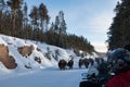 Yellowstone National Park stampeding Bison in winter Royalty Free Stock Photo