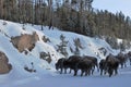 Yellowstone National Park stampeding Bison in winter Royalty Free Stock Photo