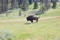 Yellowstone National Park Royalty Free Stock Photo