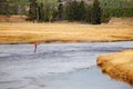 Fly Fishing on the Fire Hole river in Yellowstone.