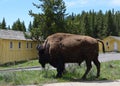 YELLOWSTONE NATIONAL PARK, WYOMING - JUNE 8, 2017: Bison Stands Along the Road by Lake Yellowstone Hotel Cottages in Lake Village Royalty Free Stock Photo