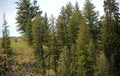 Yellowstone National Park, Wyoming Montana. Great hiking. Summer wonderland to watch wildlife and natural landscape. Geothermal. Royalty Free Stock Photo