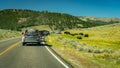 Yellowstone National Park, Wyoming, USA - Buffaloes grazing along the road Royalty Free Stock Photo