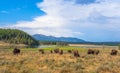 Yellowstone National Park, Wyoming, USA Royalty Free Stock Photo