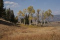 Yellowstone National Park, Wyoming, USA