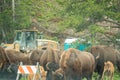 YELLOWSTONE NATIONAL PARK, WYOMING, USA - JUNE 19, 2018: Bisons in Yellowstone. Jam on the highway due to the presence of bison