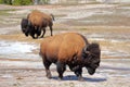 Bisons at Upper Geyser Basin near Old Faithful, Yellowstone National Park, Wyoming, USA Royalty Free Stock Photo