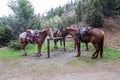 Yellowstone National Park, Wyomong, USA, May, 26, 2021: Park ranger horses ready to take the rangers on the Hellroaring Trail to Royalty Free Stock Photo