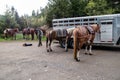 Yellowstone National Park, Wyomong, USA, May, 26, 2021: park ranger getting their horses ready so they can do maintenance on the Royalty Free Stock Photo