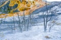 Yellowstone Norris Geyser Basin Museum submerged trees Royalty Free Stock Photo