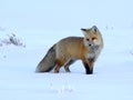 Yellowstone Red Fox Royalty Free Stock Photo