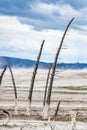 Yellowstone thermal landscape