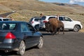 YELLOWSTONE, USA - AUGUST , 18 2012 - Buffalo Bison near tourist cars in Lamar Valley Yellowstone crossing road