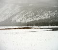 Yellowstone Winter Snow Madison River with Elk Cow Royalty Free Stock Photo