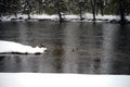 Yellowstone Winter Snow Madison River Goose and Ducks Royalty Free Stock Photo