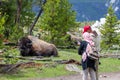 Yellowstone, Wyoming, USA, May 25, 2021, Bison Bison bison resting in Yellowstone National Park with tourists getting to close