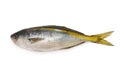 Yellow striped butterfish Royalty Free Stock Photo