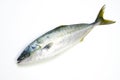 Yellowtail Royalty Free Stock Photo