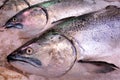 Yellowtail amberjack Kingfish on display in fish market