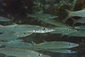 Yellowtail barracuda Royalty Free Stock Photo