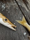 Yellowtail Barracuda fish on wood boardwalk Royalty Free Stock Photo