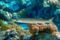 Yellowtail barracuda  - sphyraena flavicauda in the Red Sea. Royalty Free Stock Photo